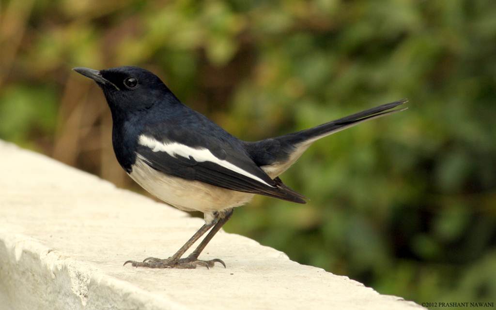 Oriental Magpie Robin