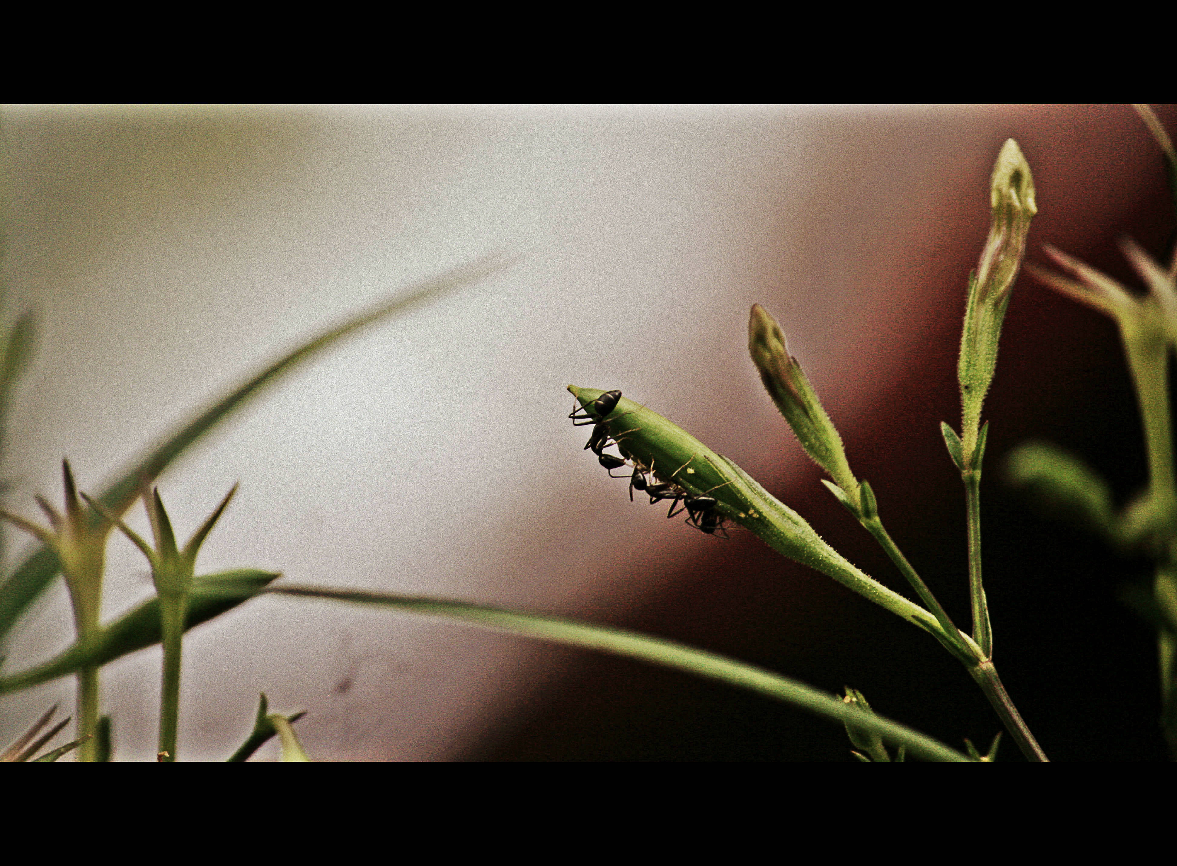 The Council of Outstanding Ants