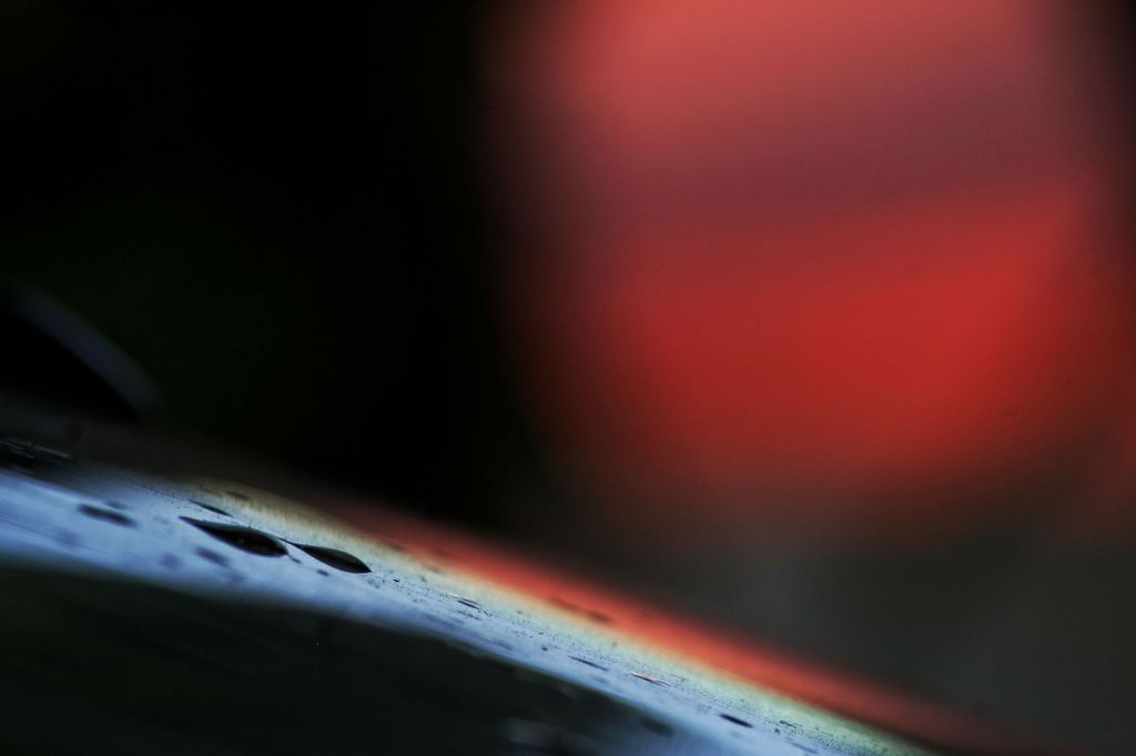 Cat, Fishes, and&nbsp;Ocean