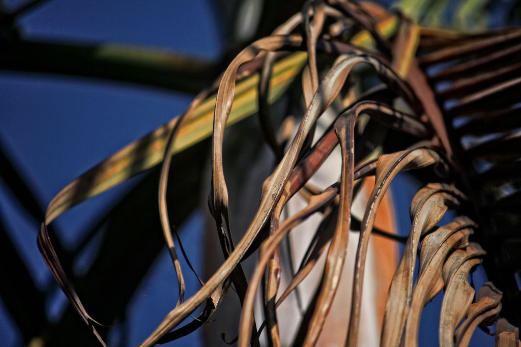 Garden’s Poetry; Palm and&nbsp;Melody