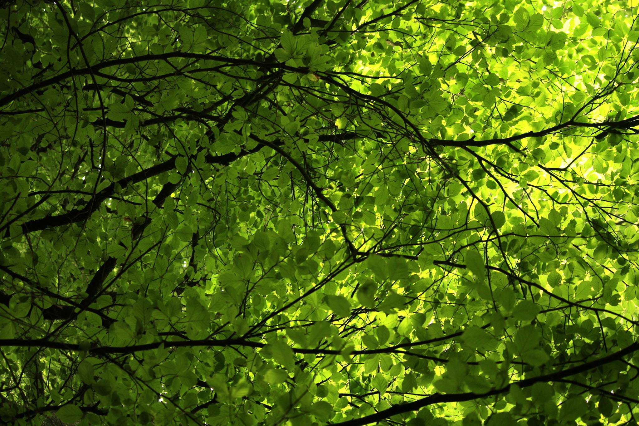 11664883_940416282667821_387525559_o