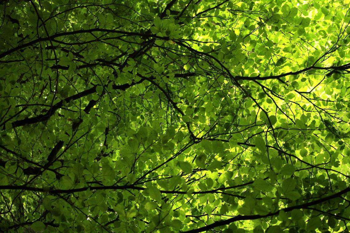 11664883_940416282667821_387525559_o