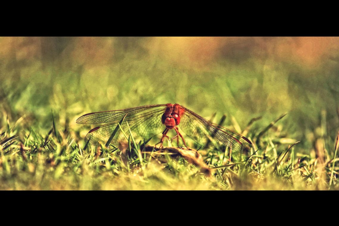 dragonfly-in-grass