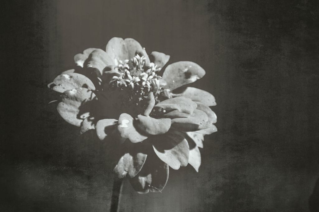 fever; momentariness