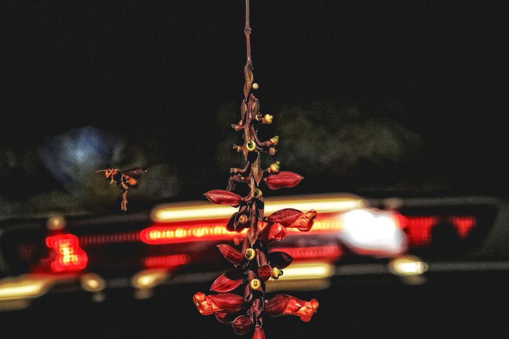 The Bee has Left the&nbsp;Flower