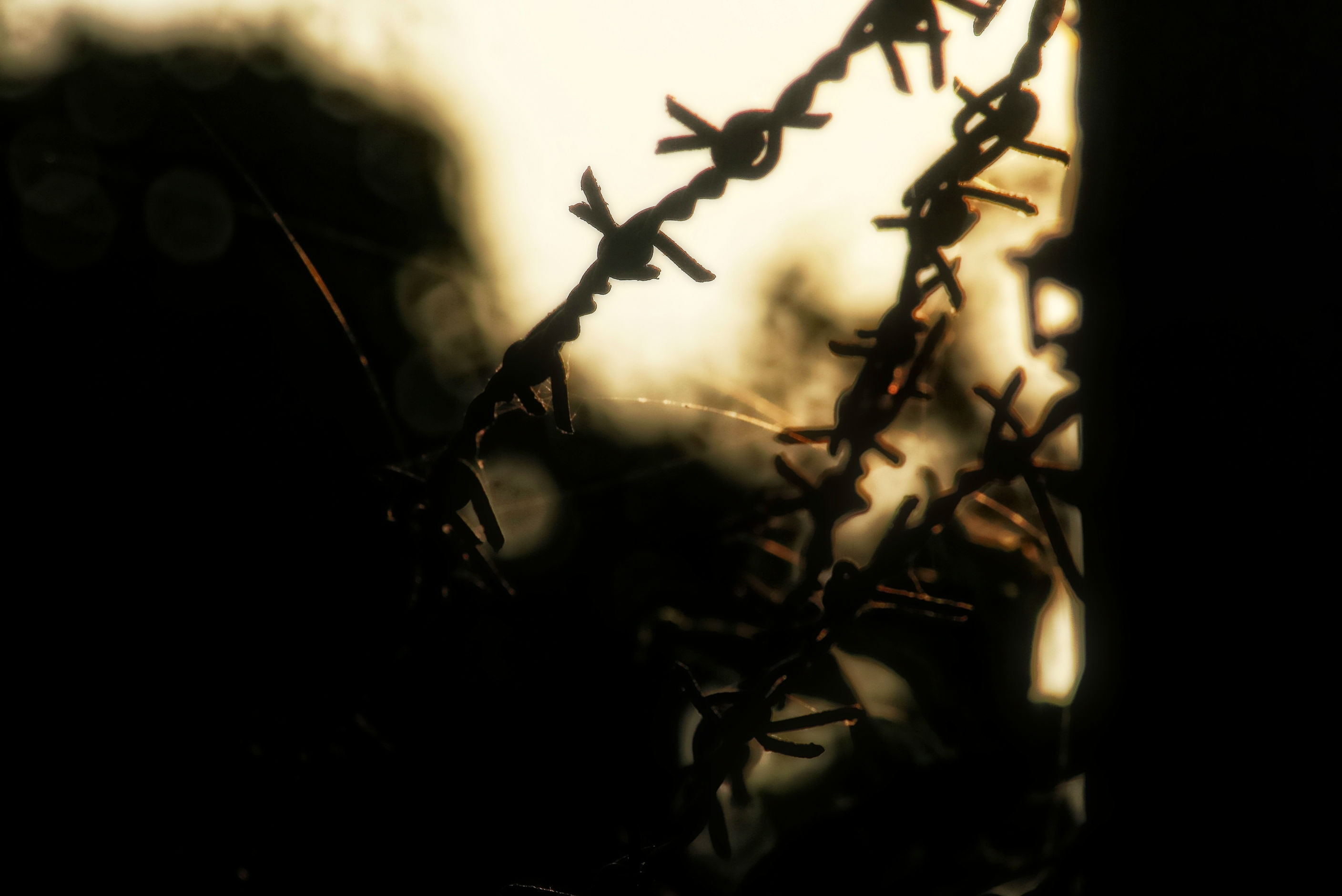 caught-in-the-evening