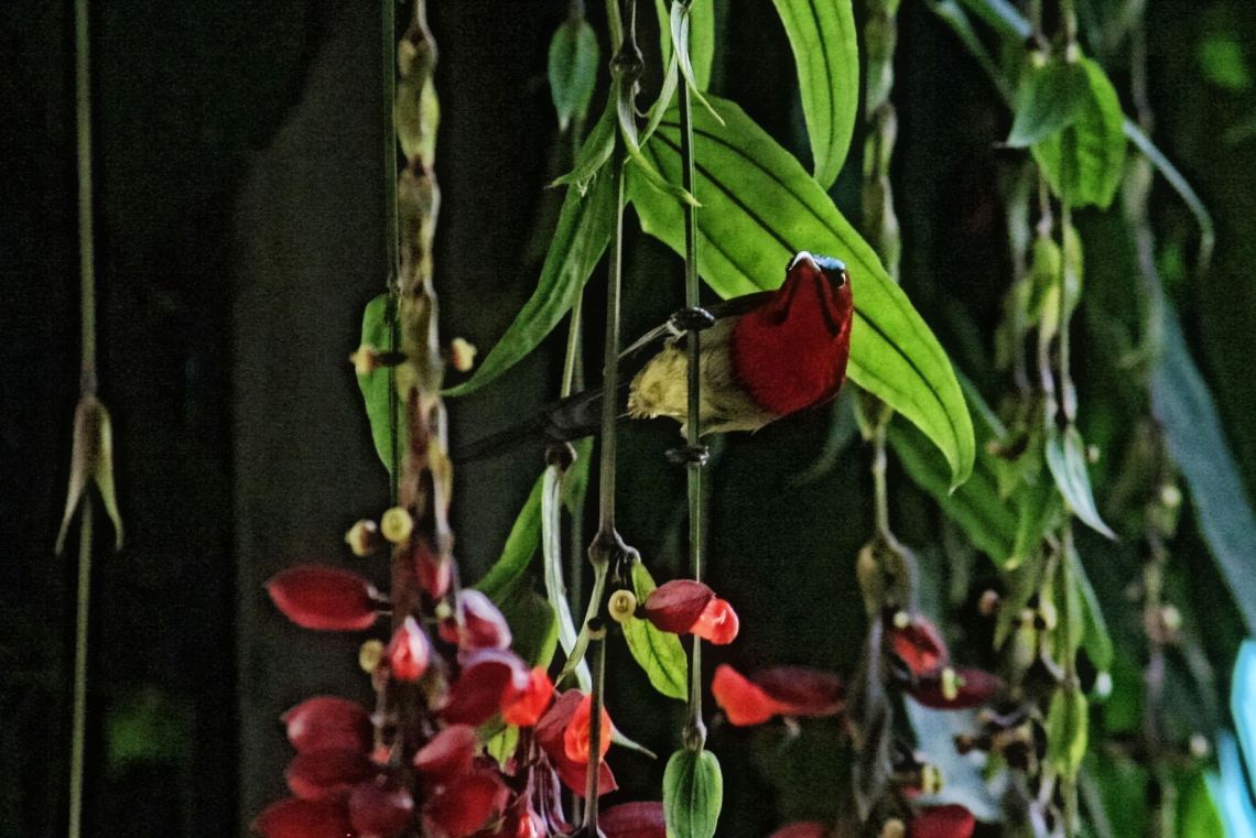 crimson-sunbird-2
