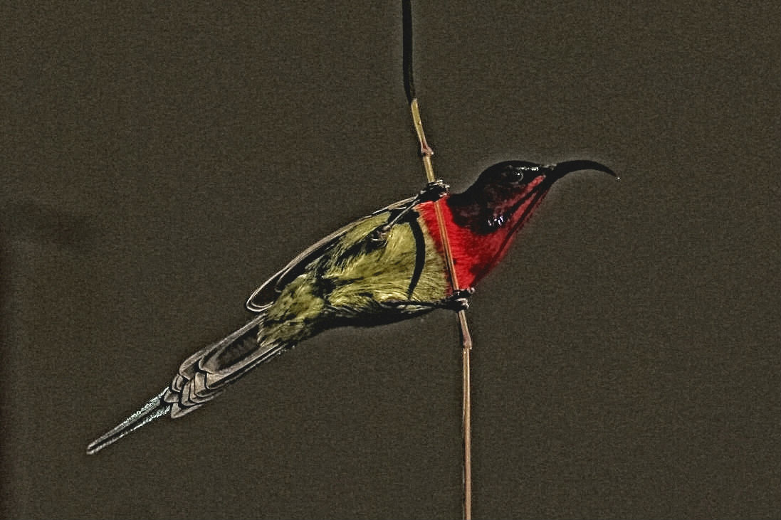 crimsonsunbird