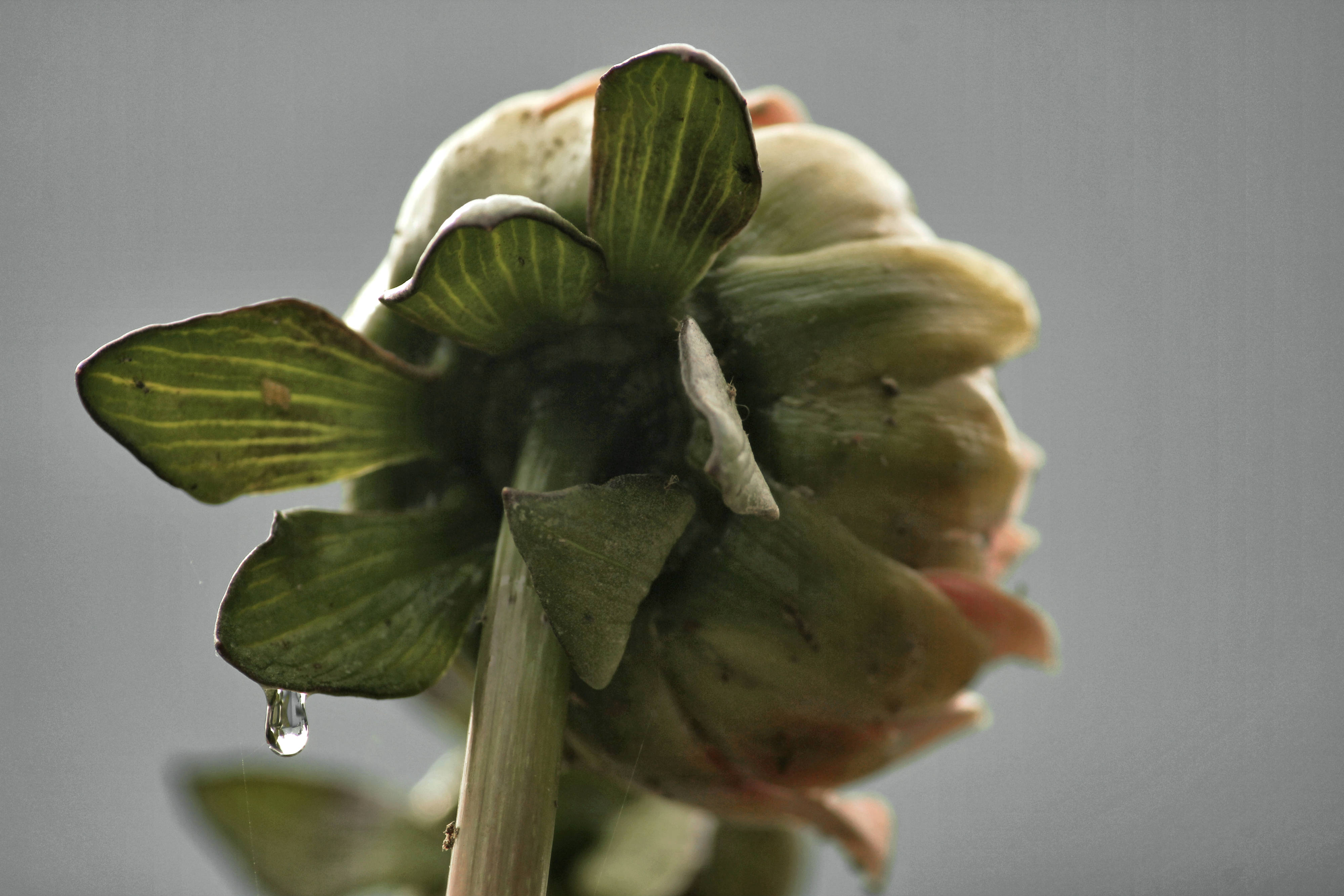 drop