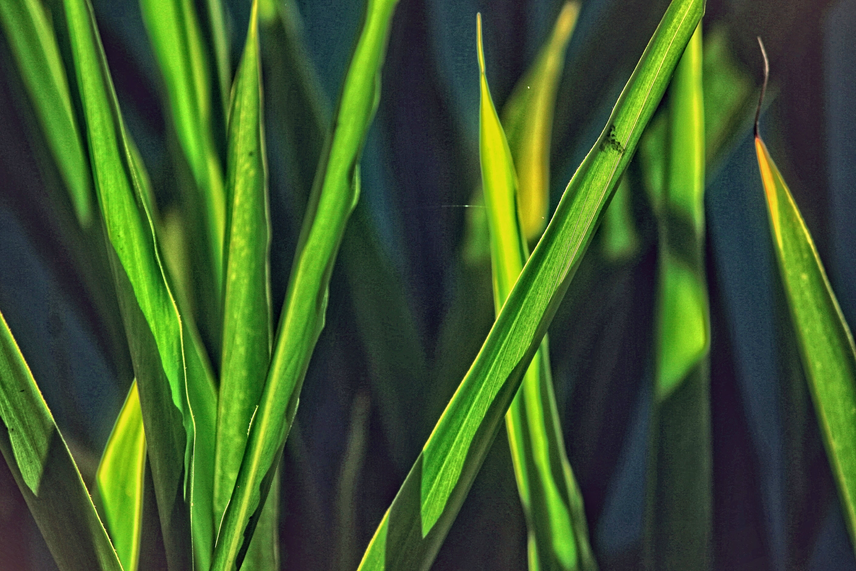 grass