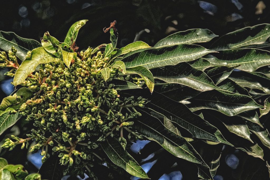 Search for the Shooting&nbsp;Star