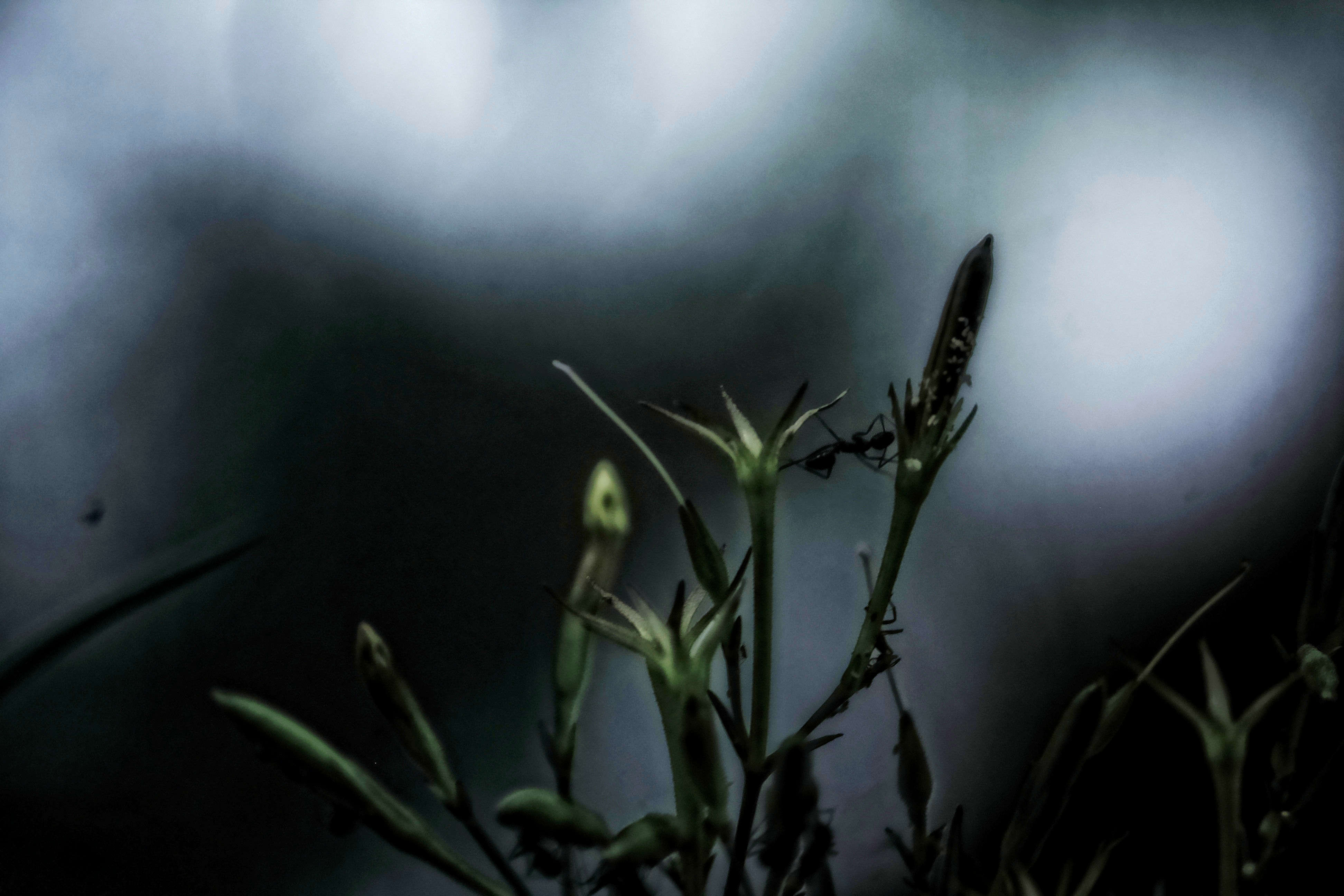 Storm Dancer