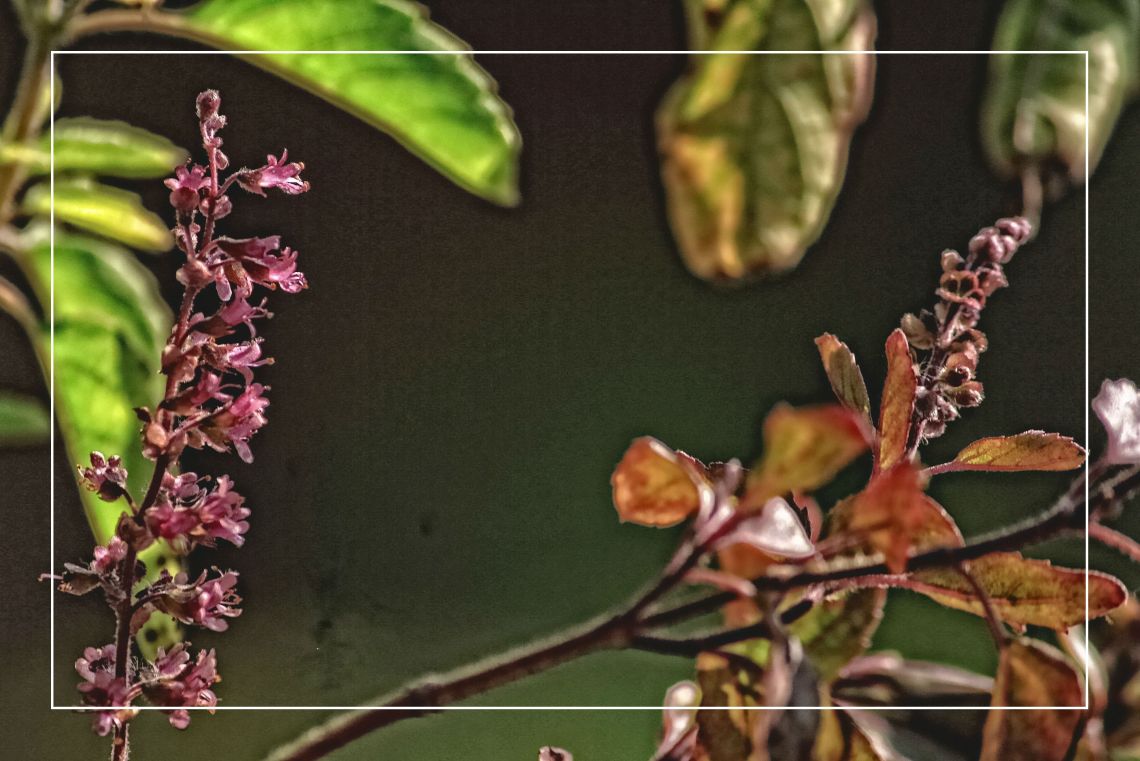 tulsi