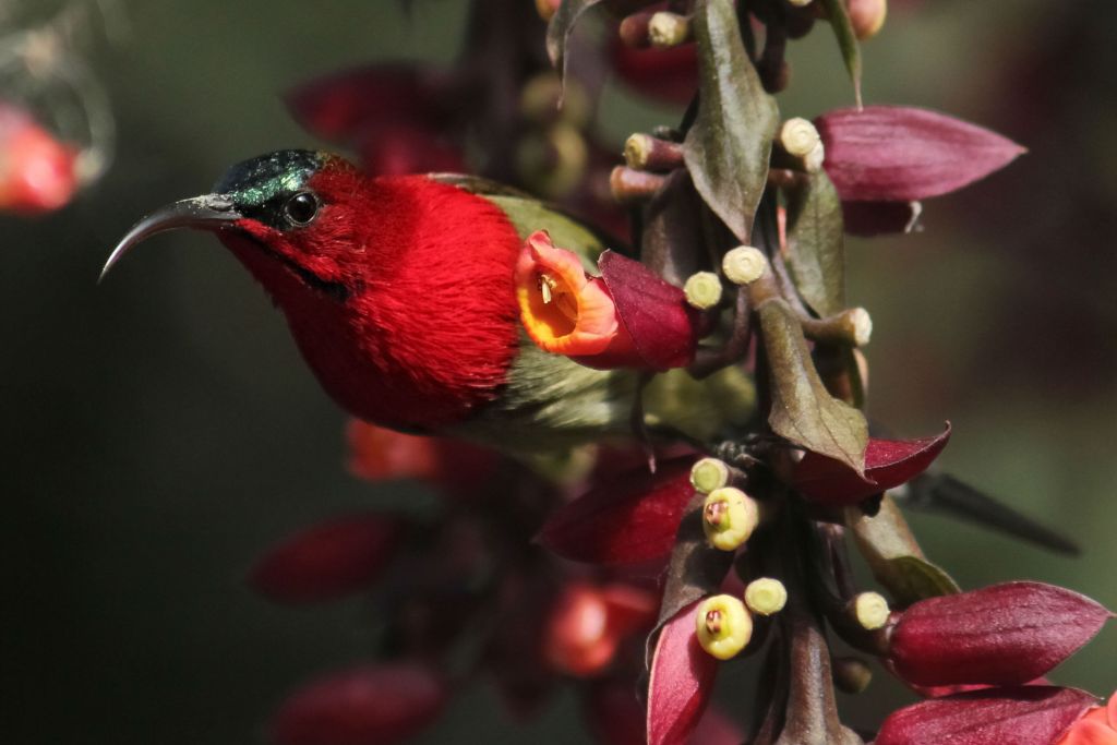 My Crimson Neighbour