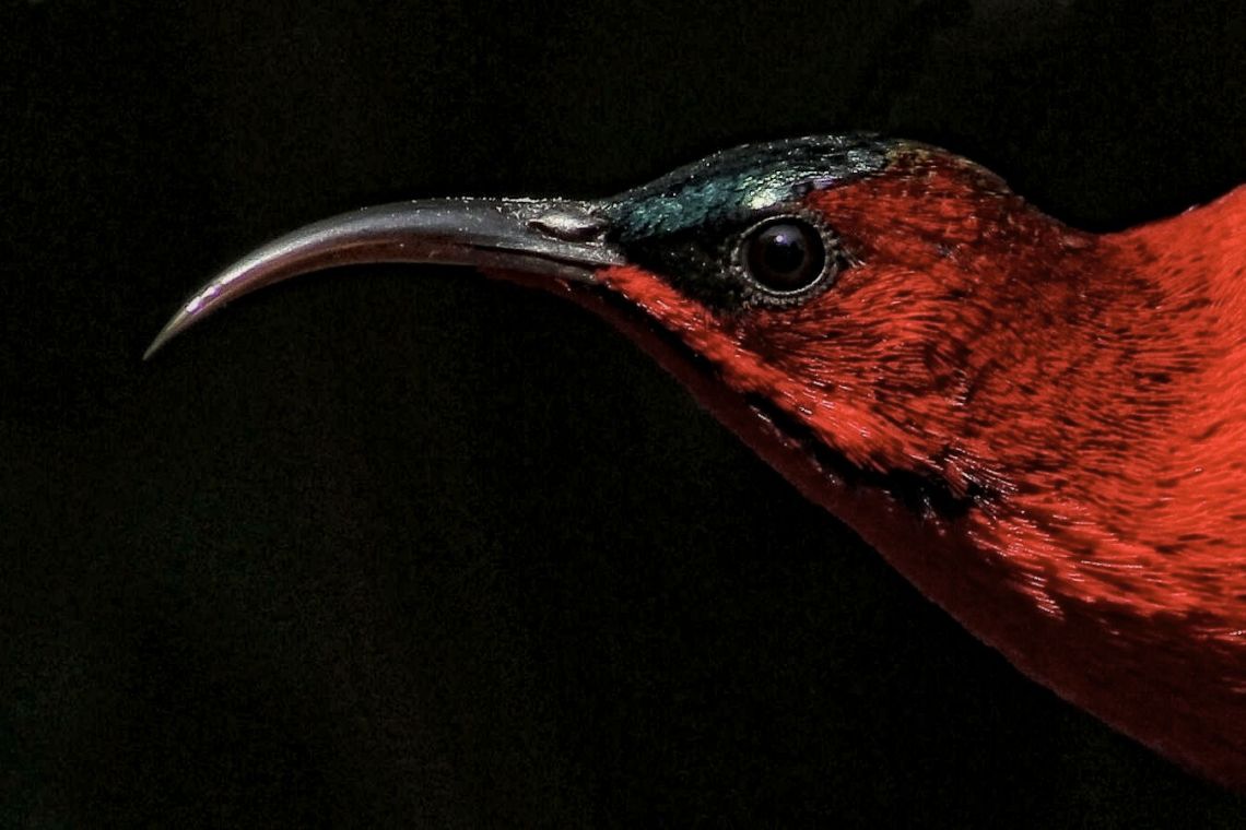 crimson-sunbird-5