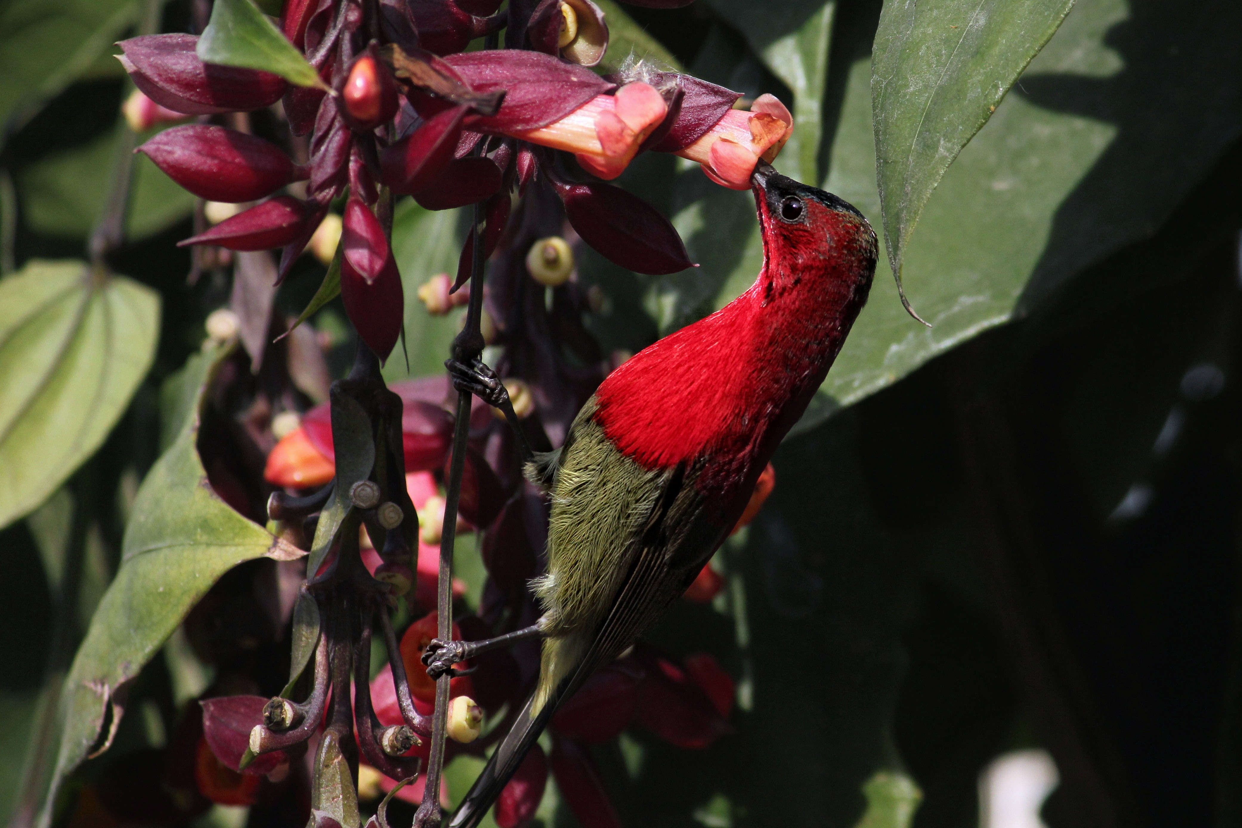 crimson-sunbird-7
