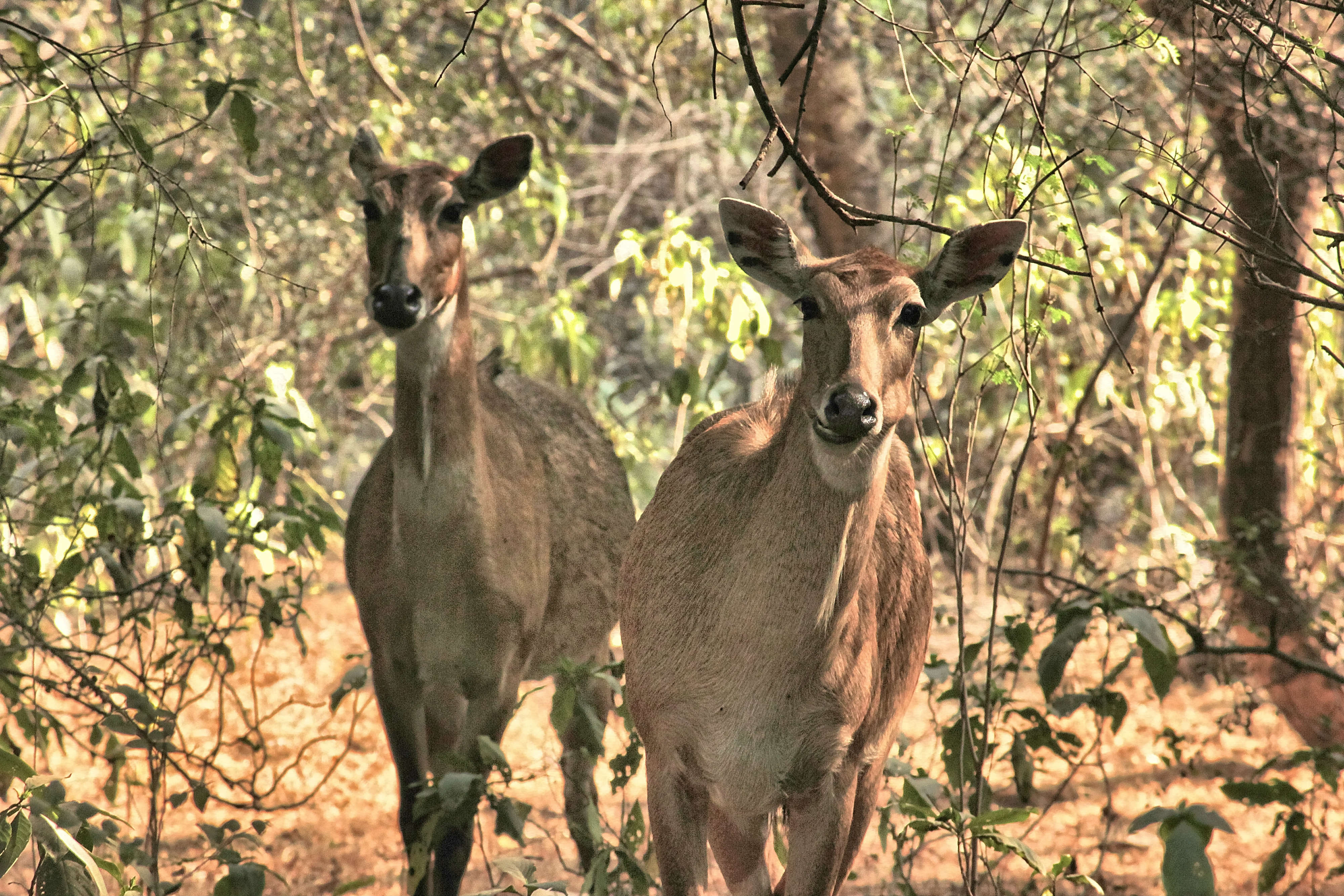 nilgai