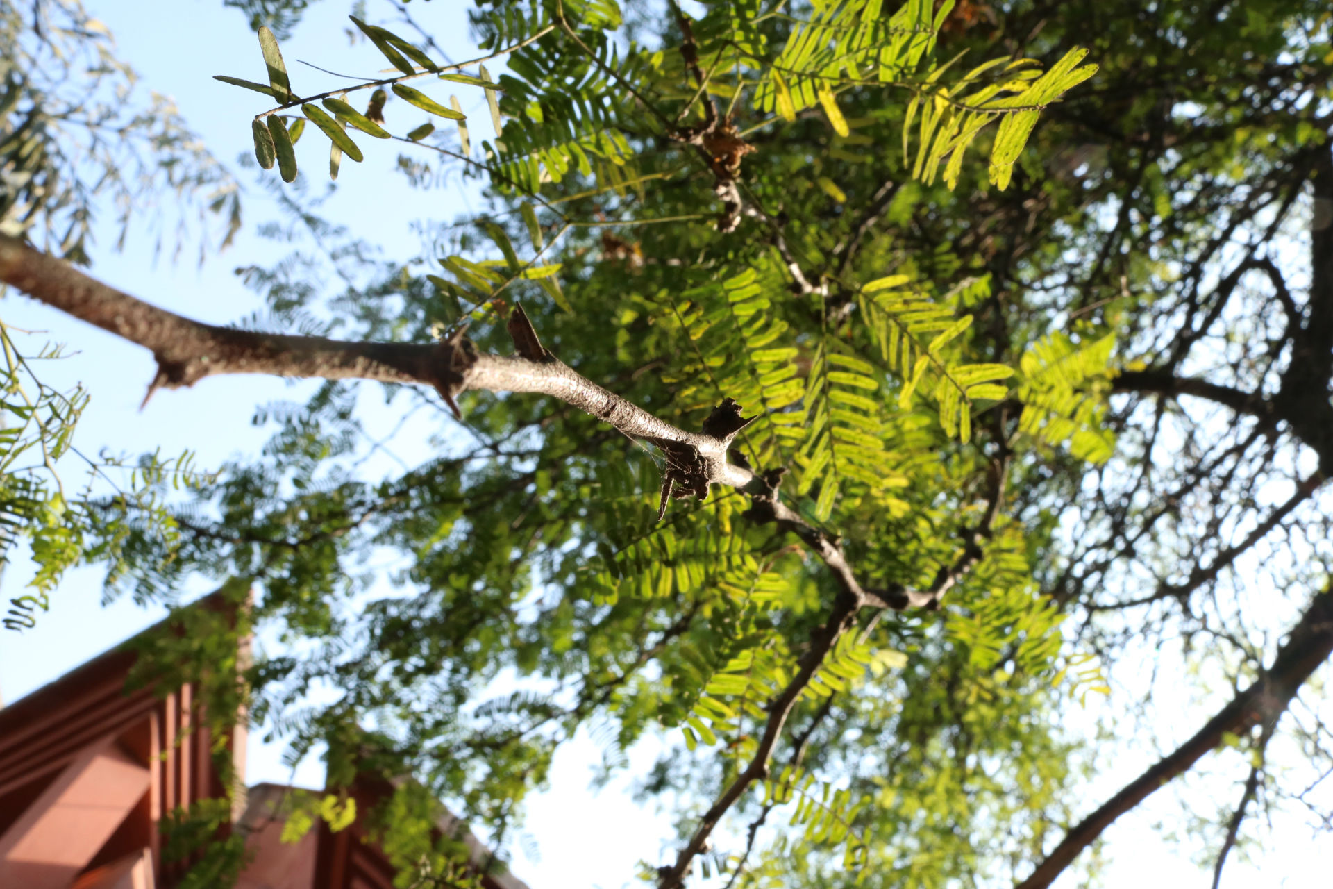 Looking upwards