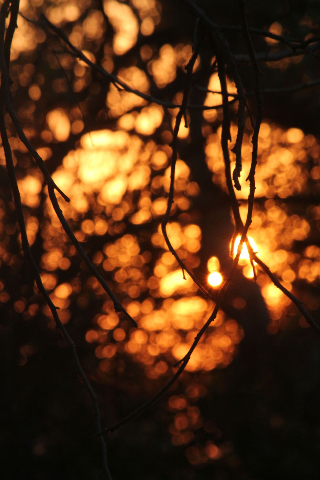 Evening Gold and Midnight&nbsp;Blue