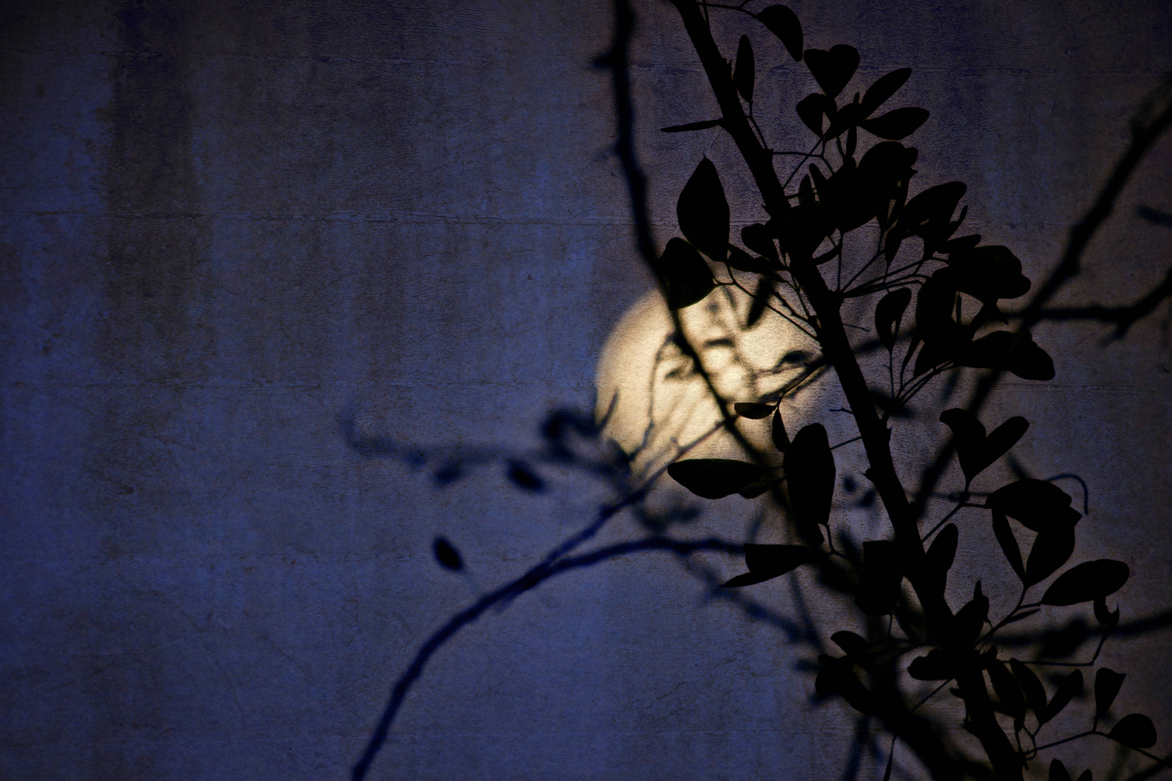 Brittle World; Diffused in the Evening