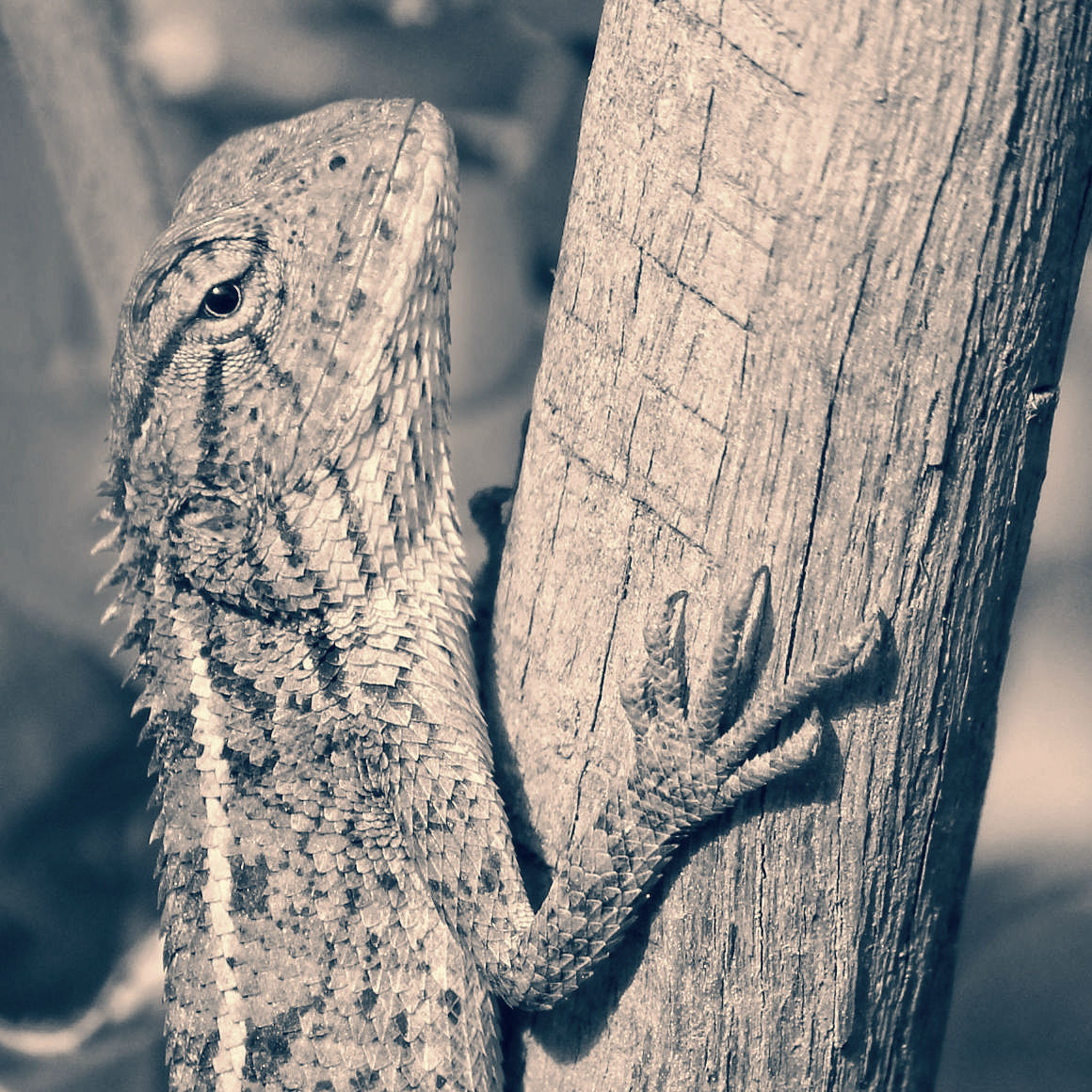 chameleon