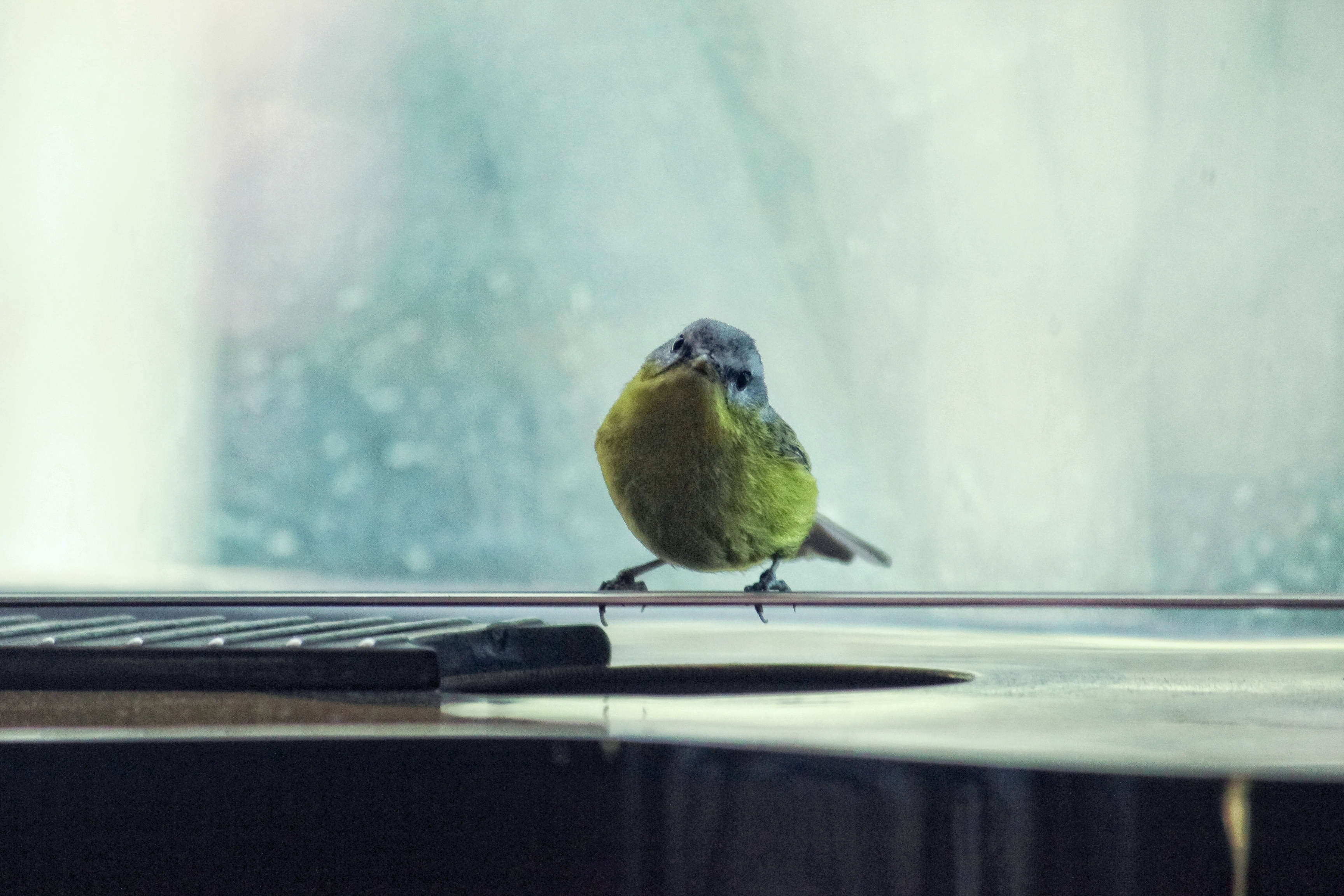 Mountain Birds
