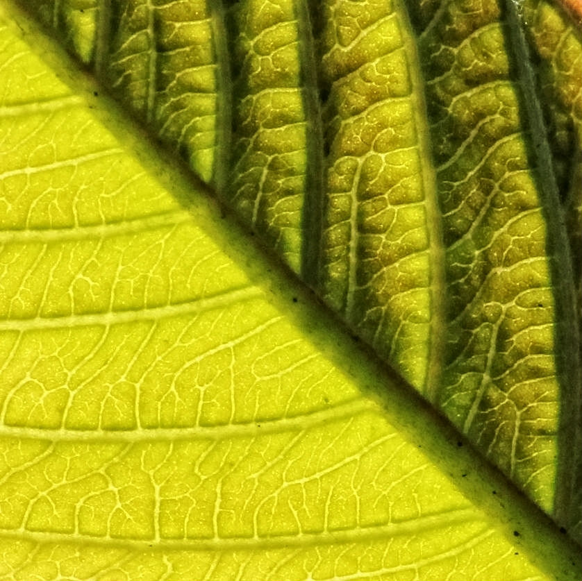 leaftwo