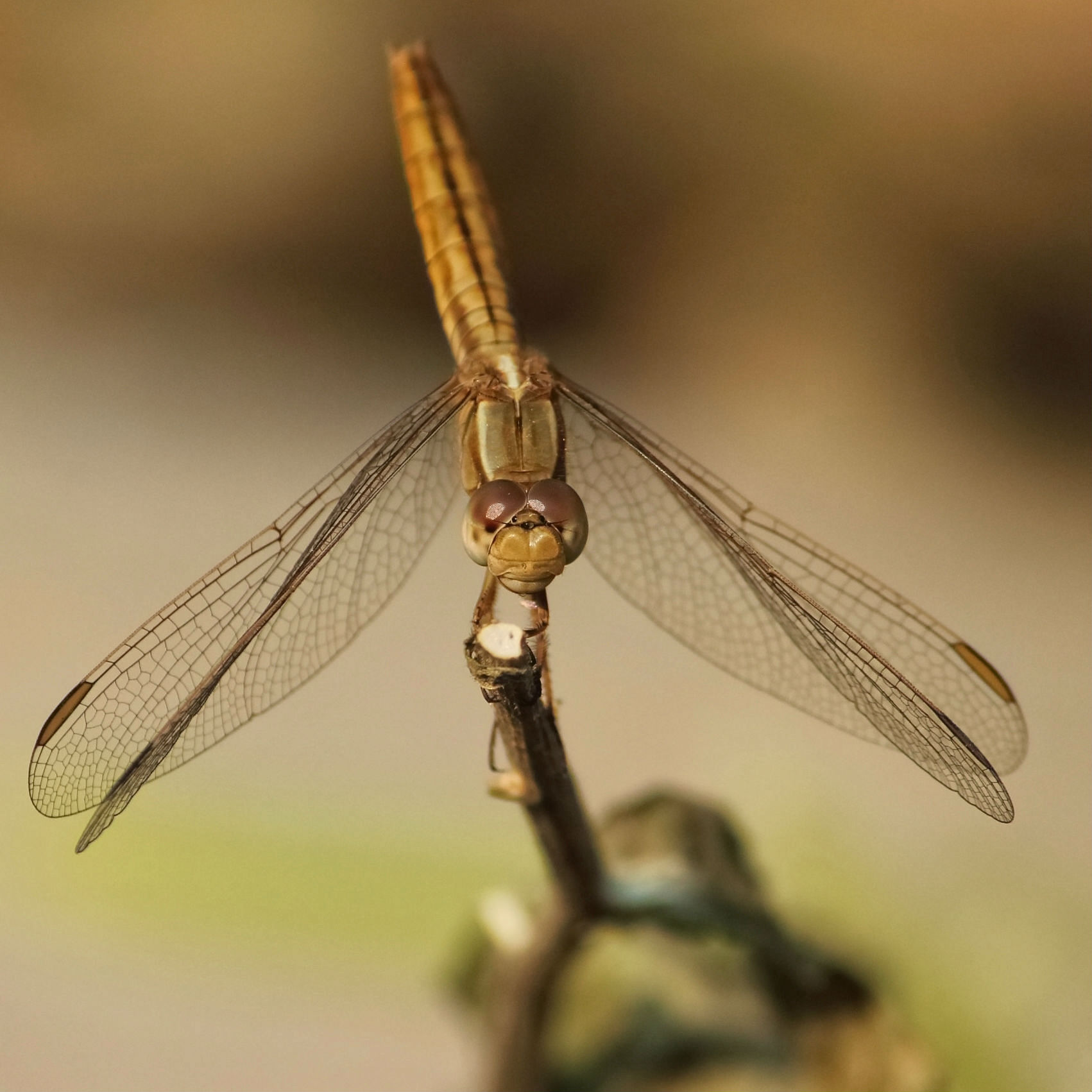 dragonfly2
