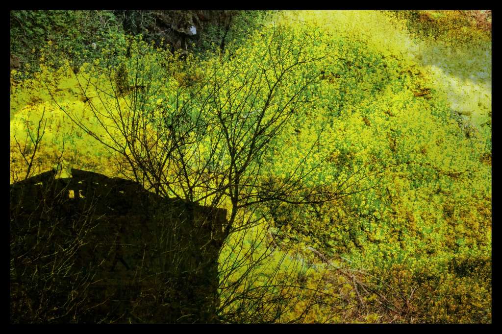 Your Eyes Were&nbsp;Wild