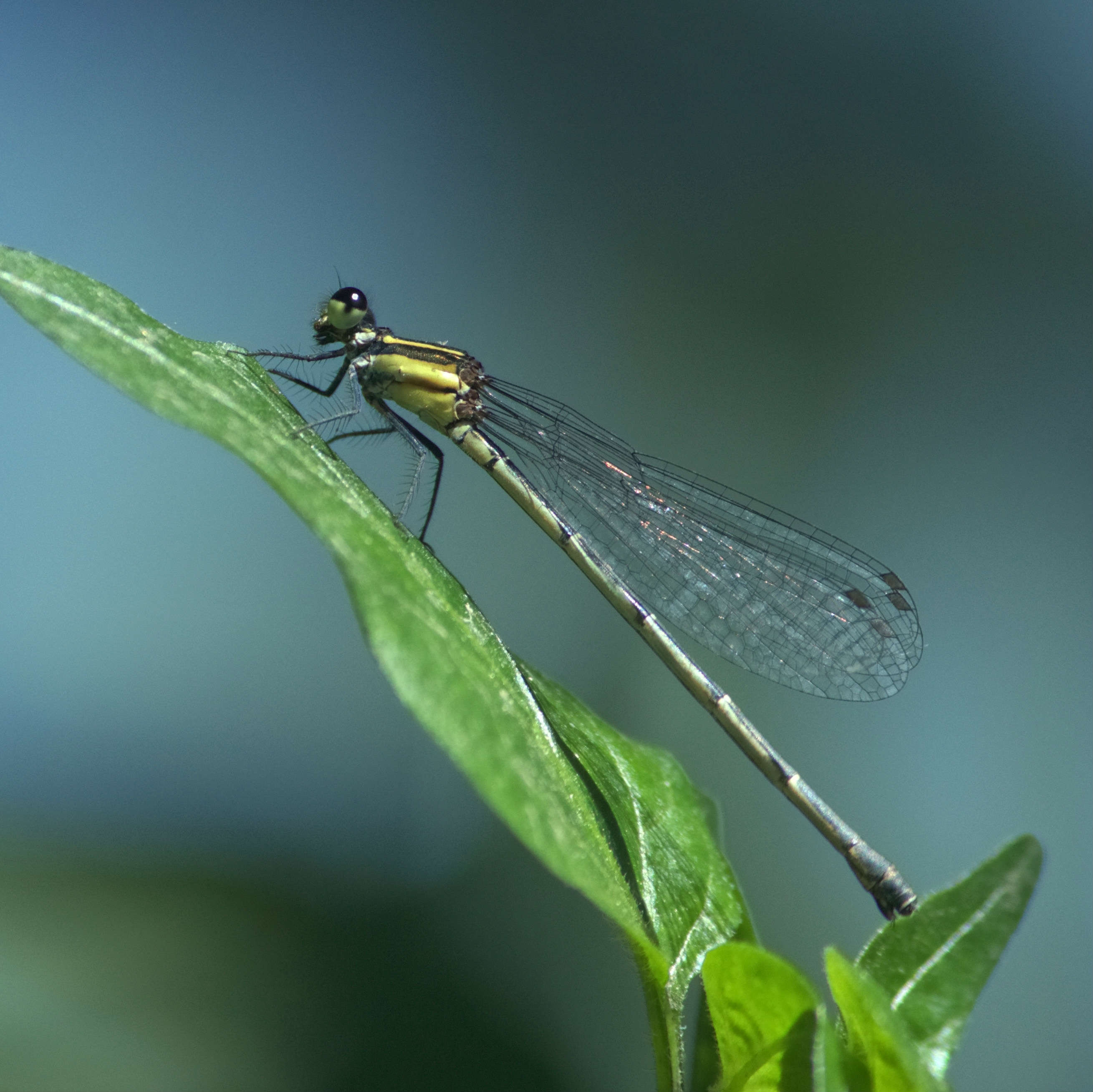 damselfly