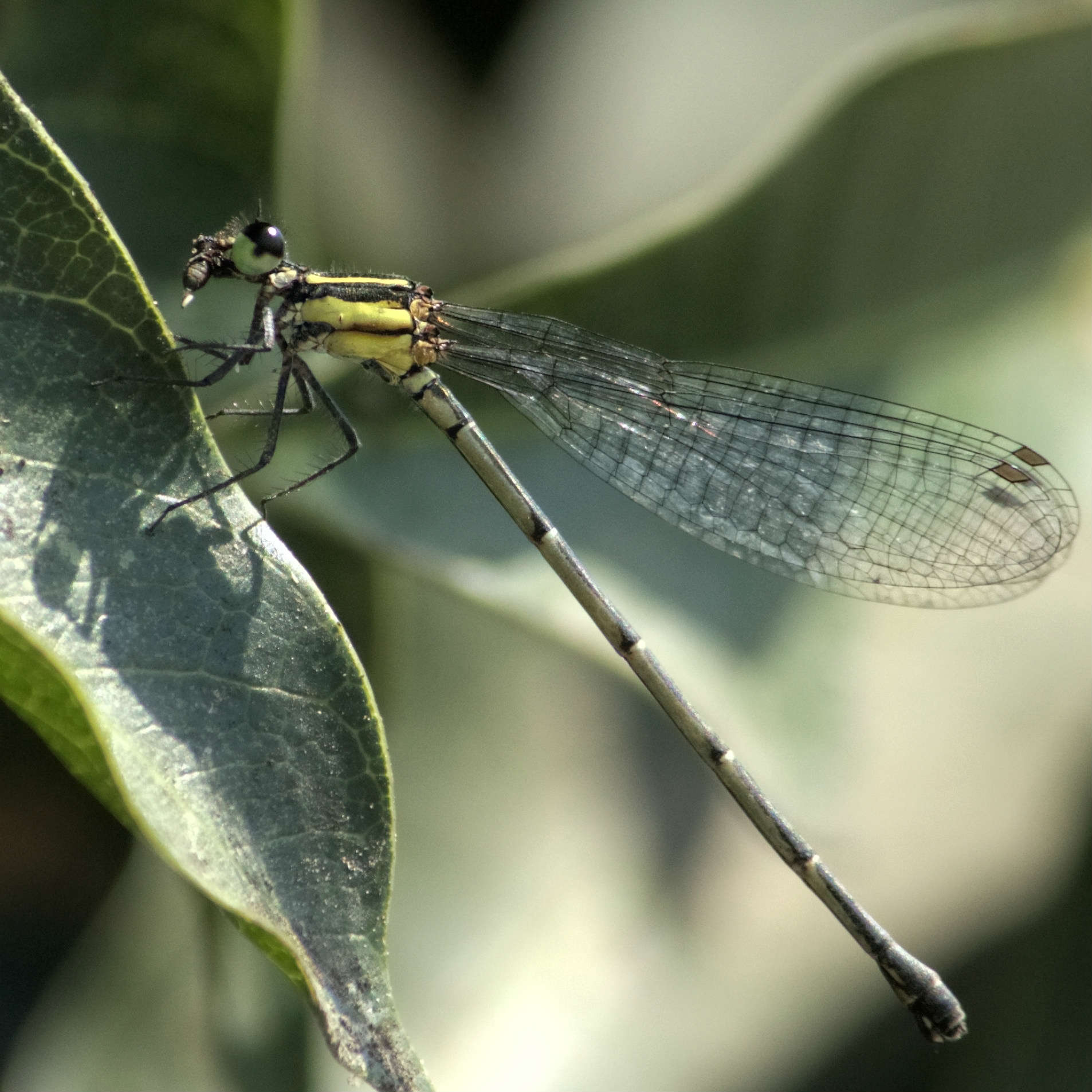 damselfly1