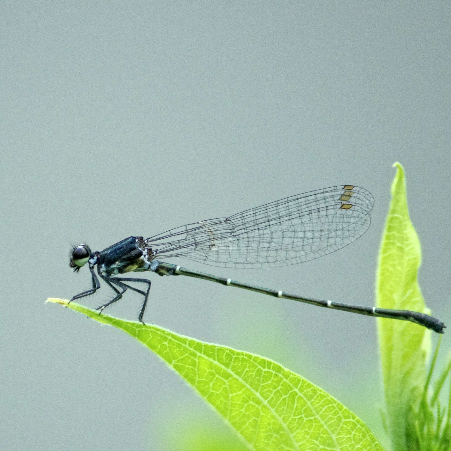 damselfly