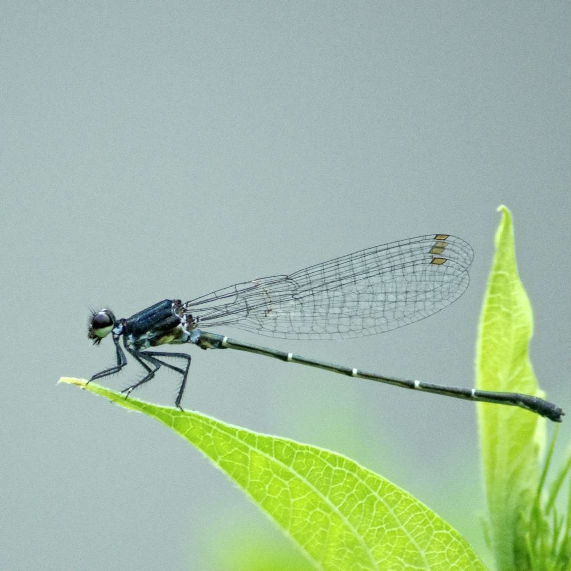 damselfly