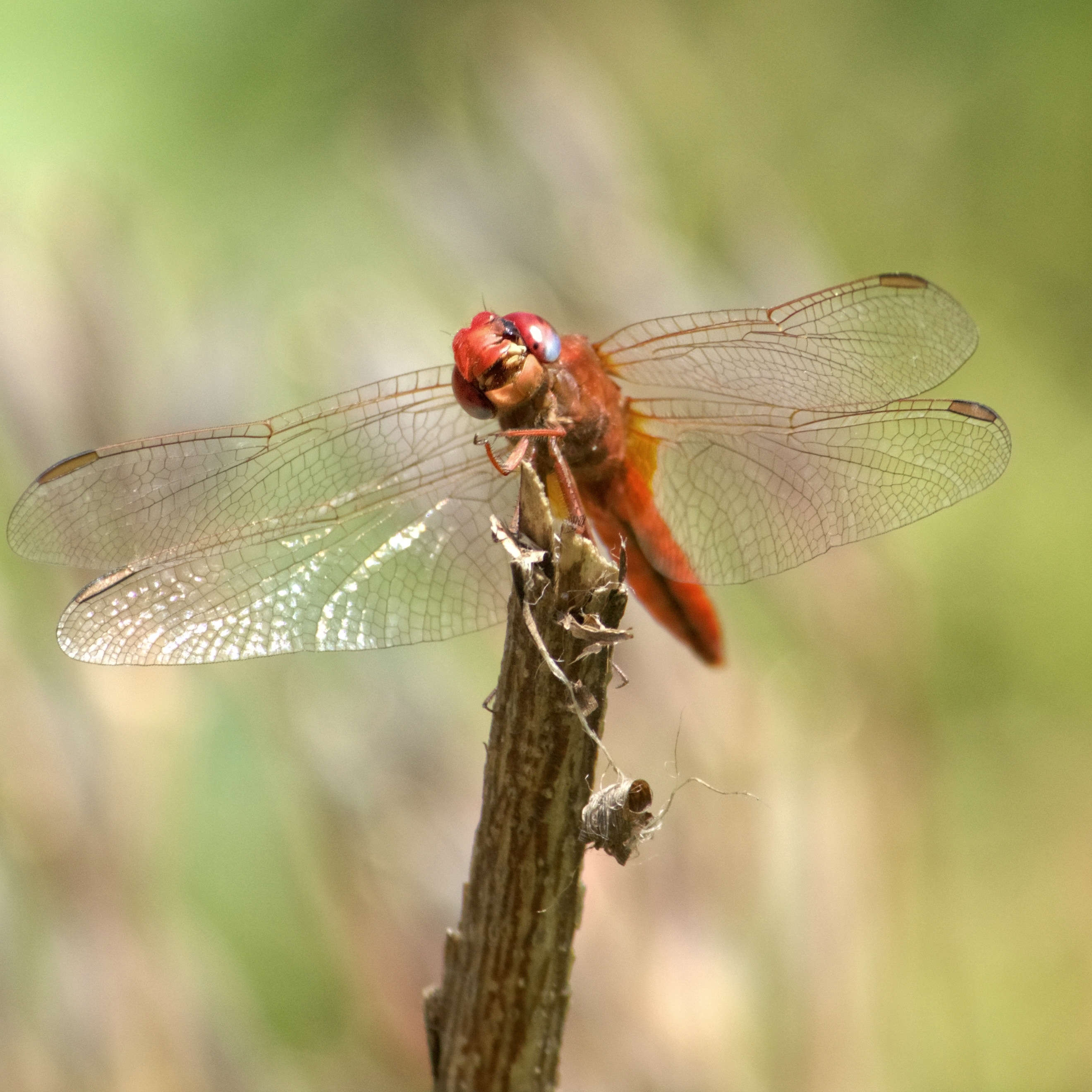 dragonfly2
