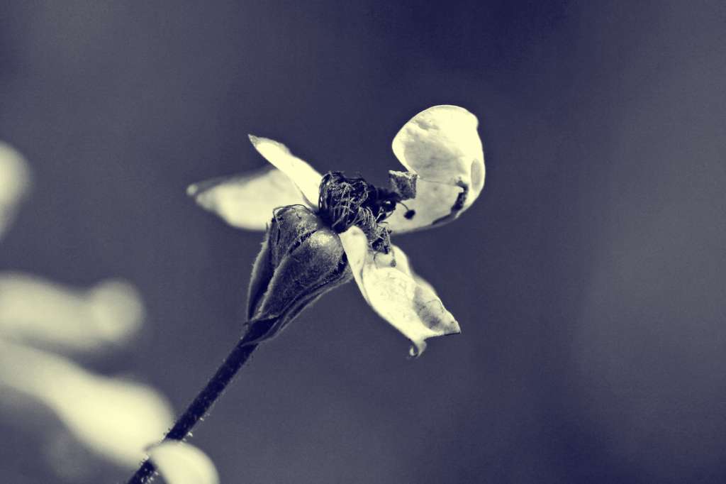 Music: Coinciding Shades