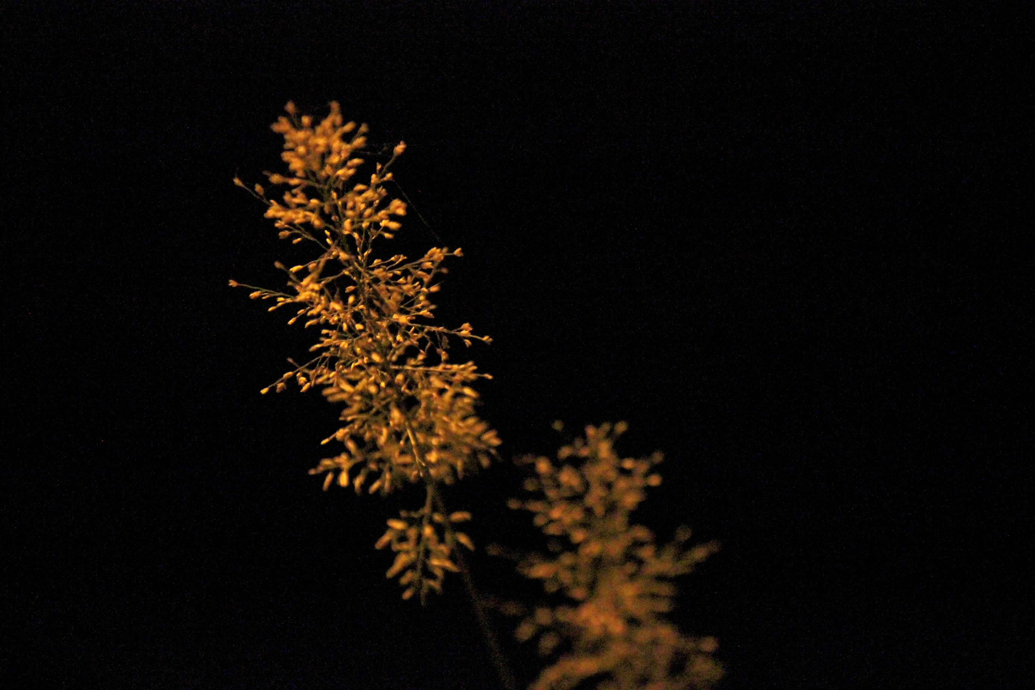 A Carefree Composition