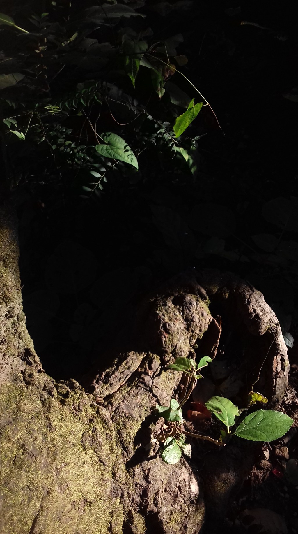 Live wood. Dead wood. Undead&nbsp;wood.