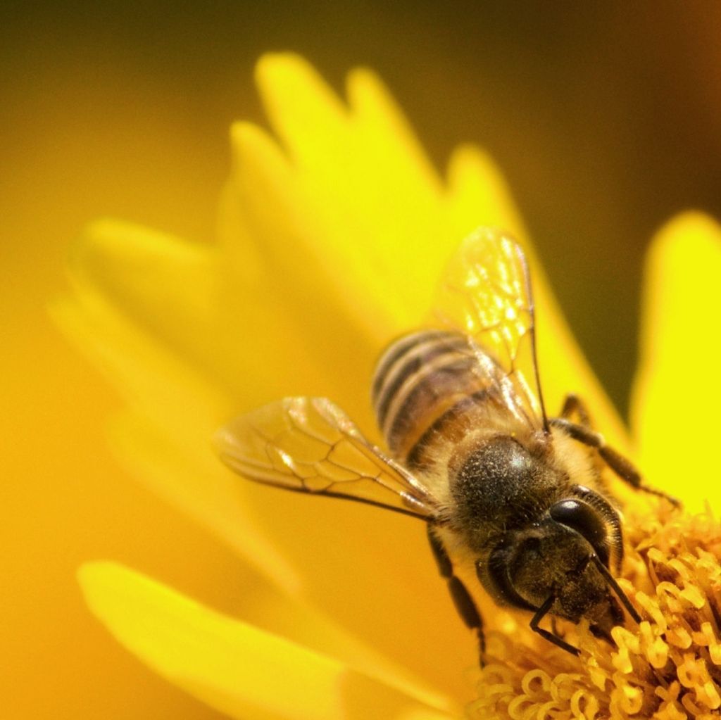 Garden’s poetry; Bees and&nbsp;Ants