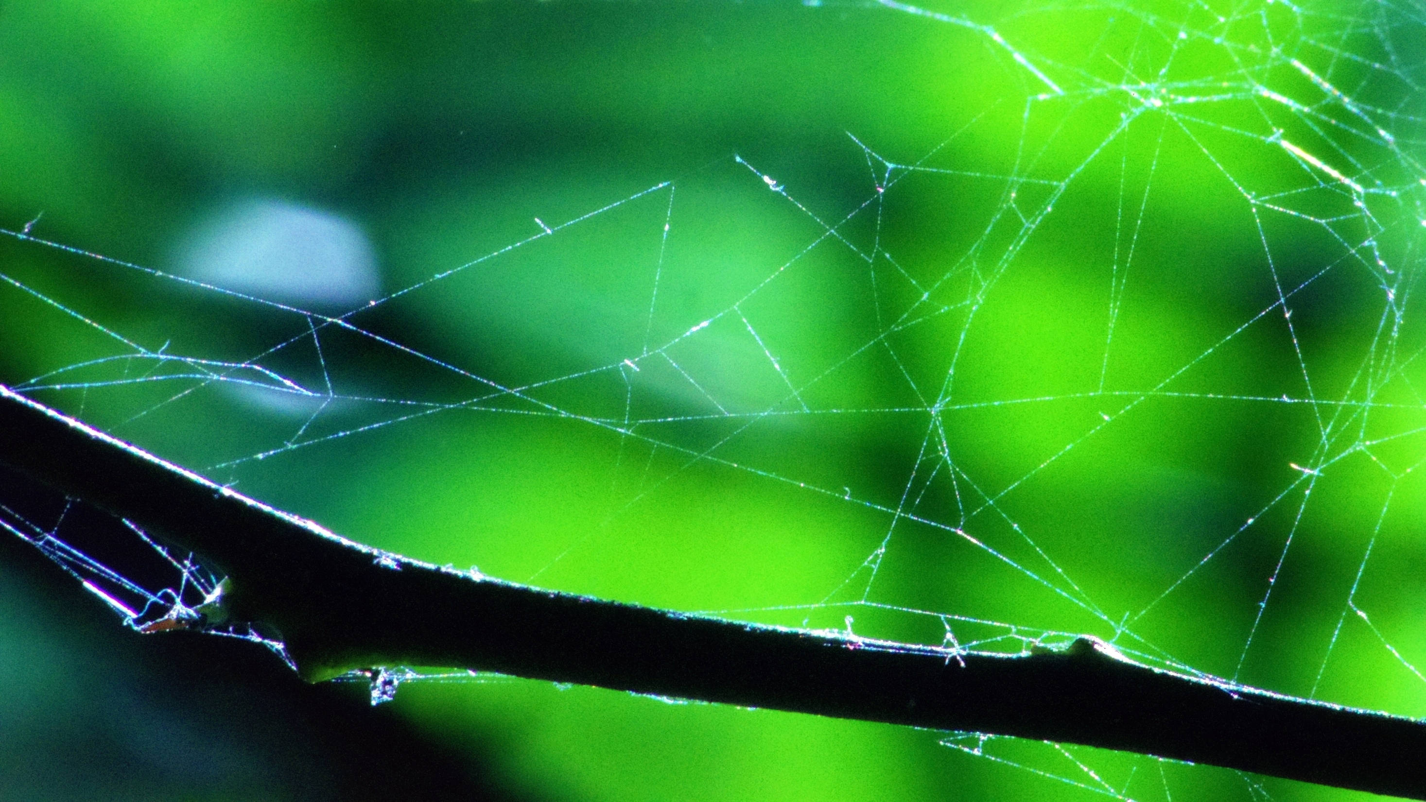 spiderweb3lq