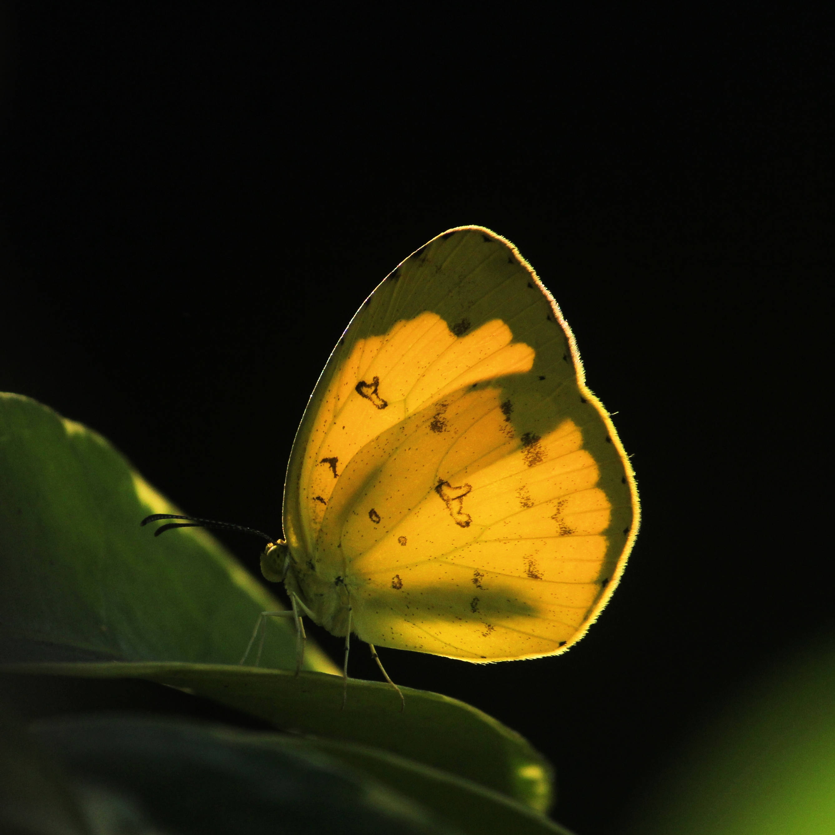 butterflylq