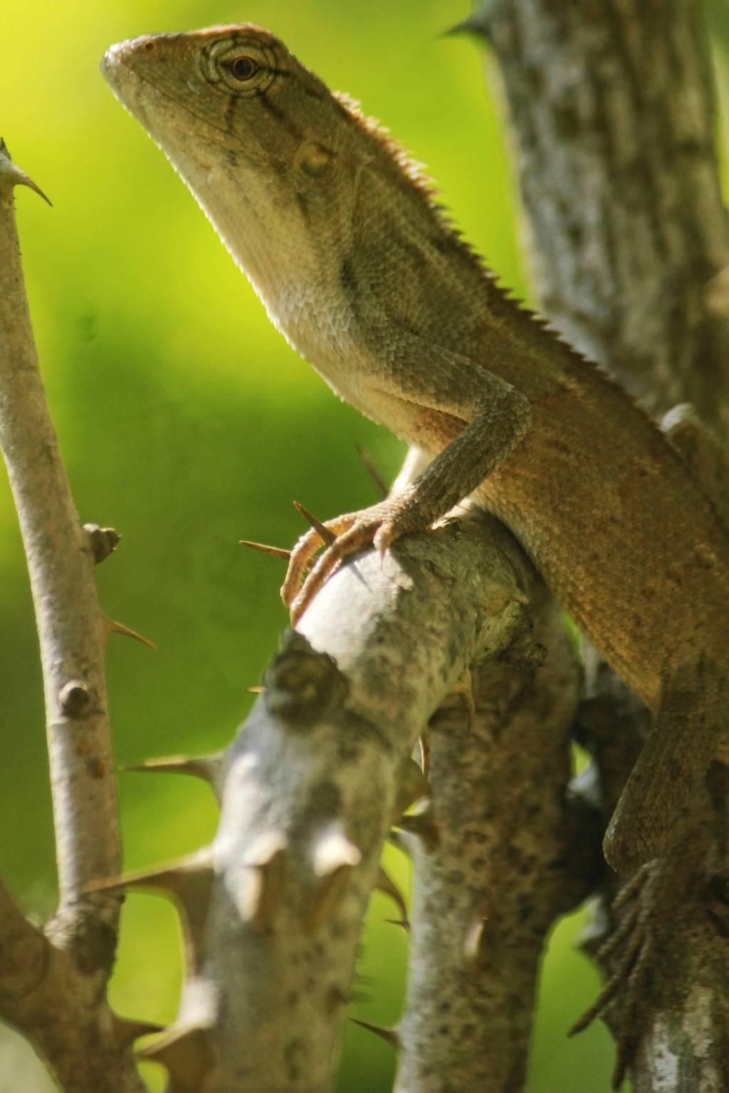 Afternoons with Mr.&nbsp;C