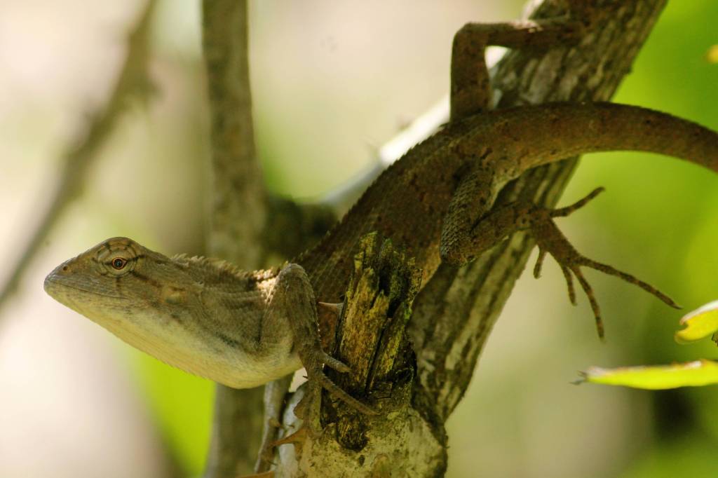 bamboozled bumfuzzled