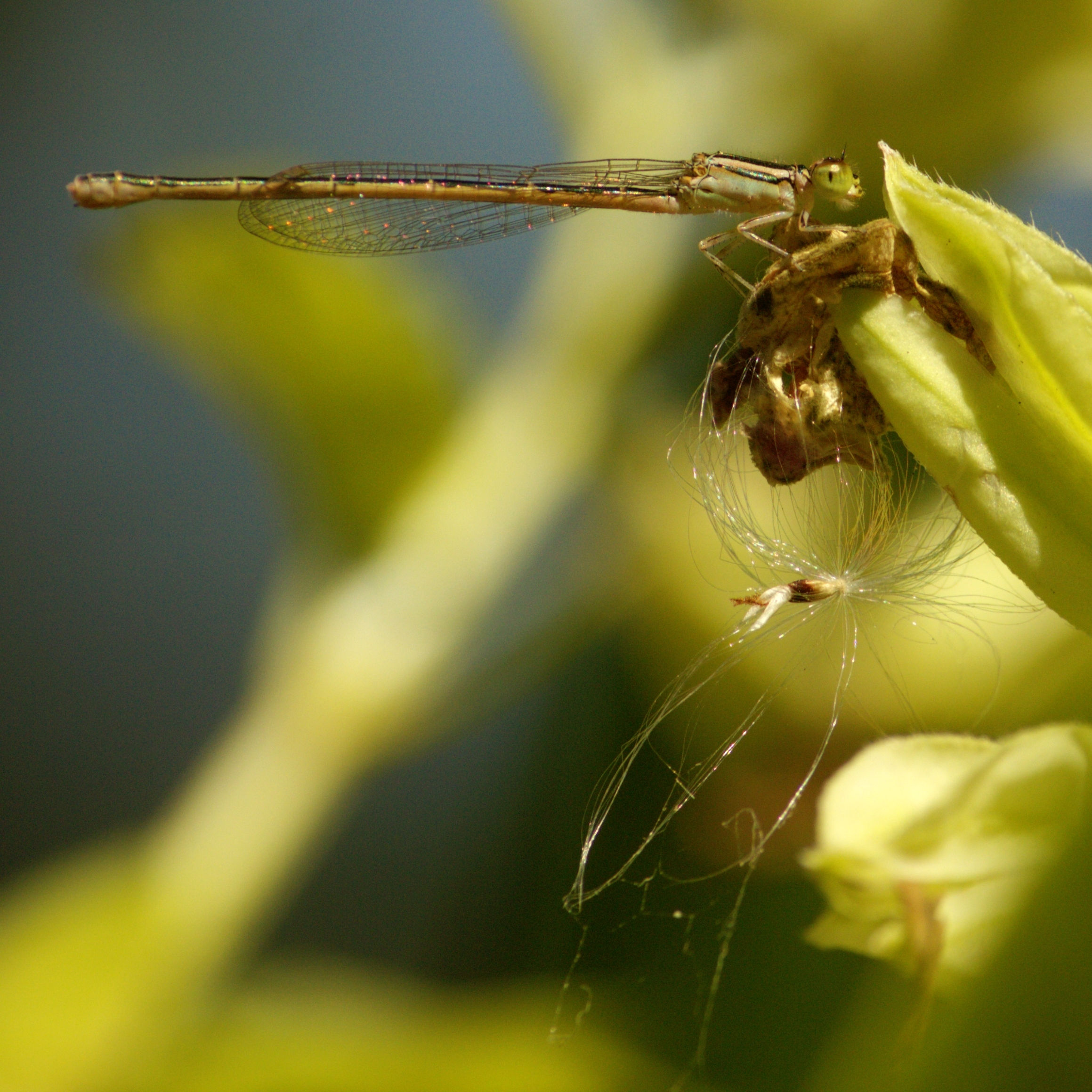 damselfly1blq