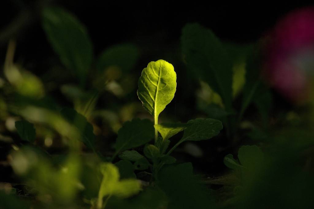 shadows: a verse meets a&nbsp;verse