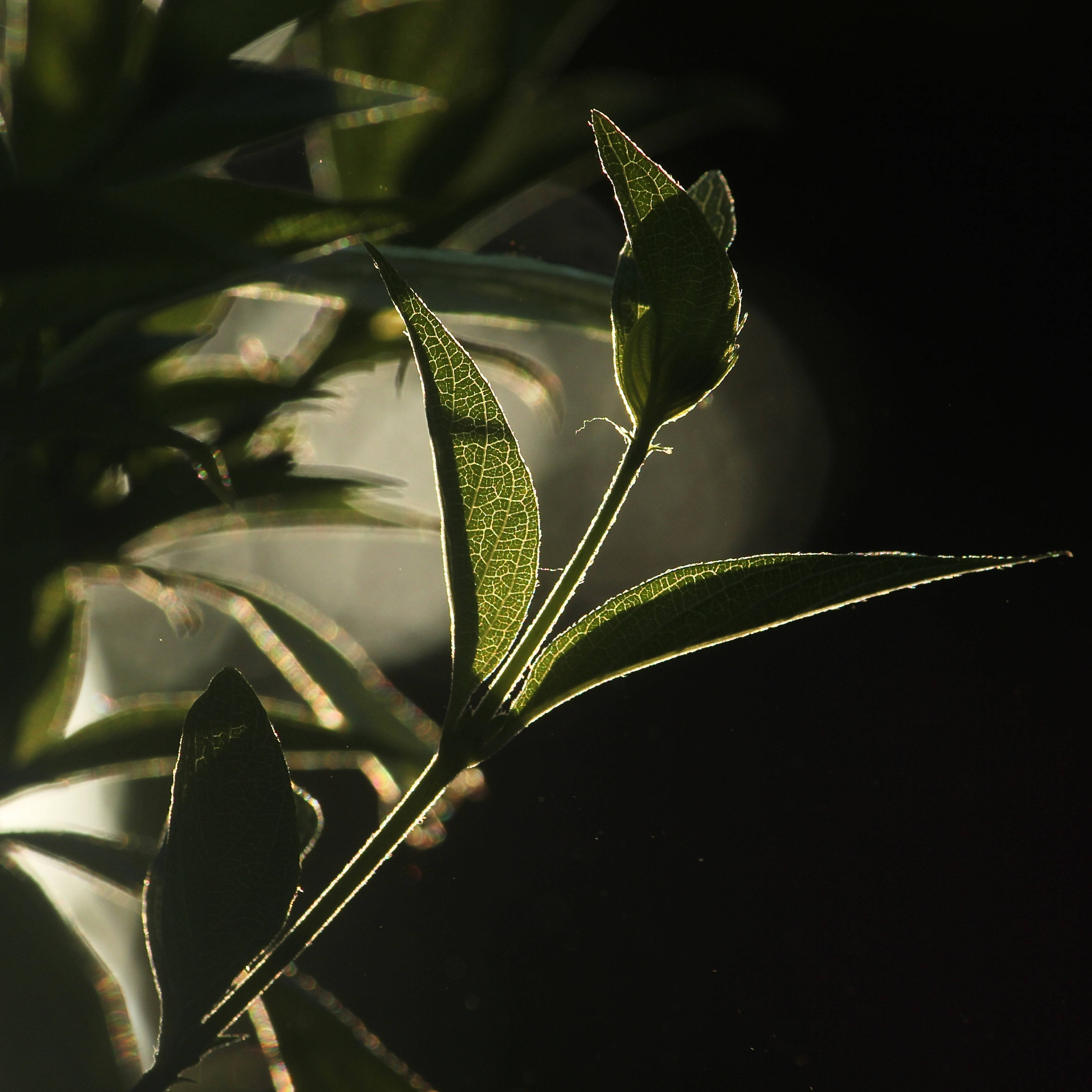 leafairylq