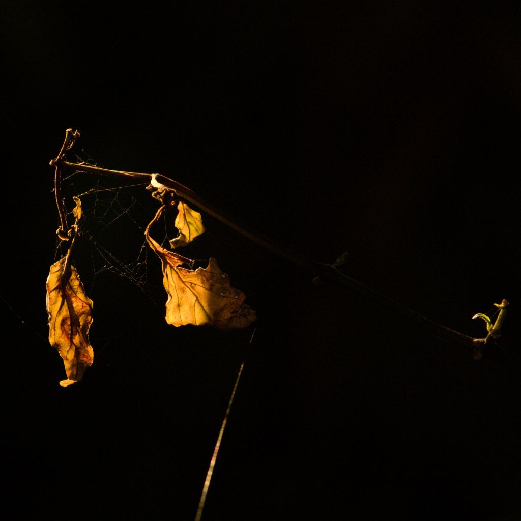 Dreams, Orchids and&nbsp;Fruits