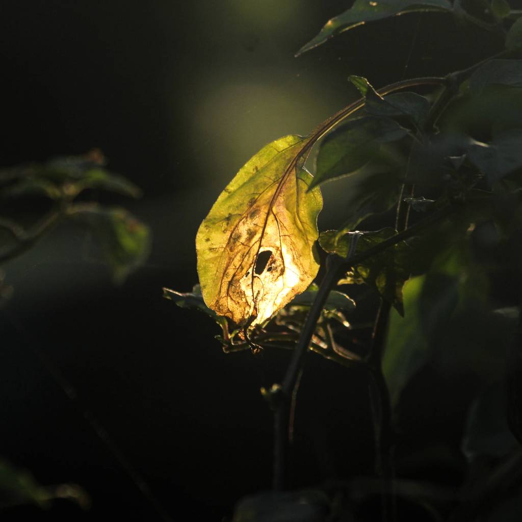 A Night and a&nbsp;Morning