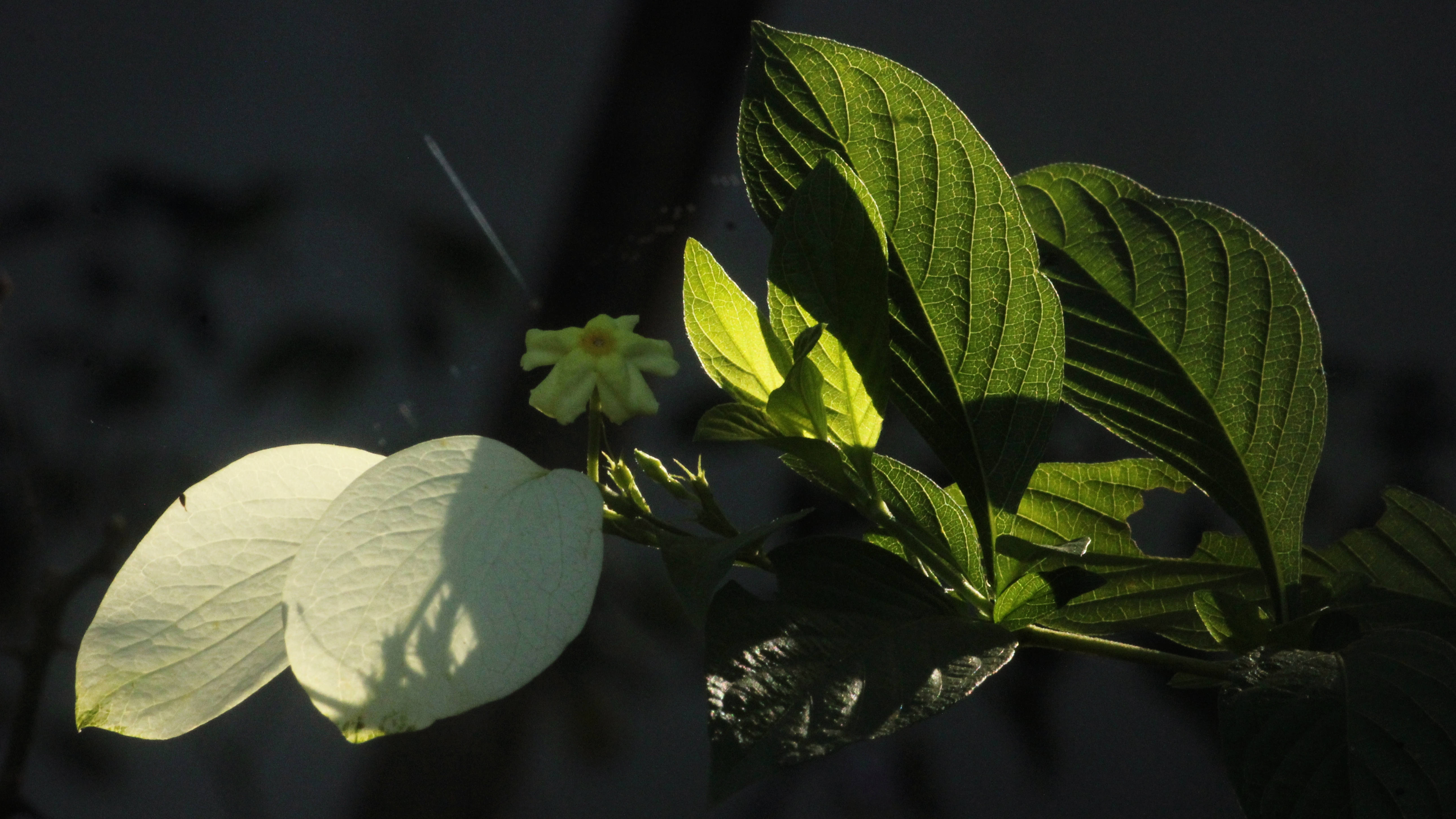 morninglightlq
