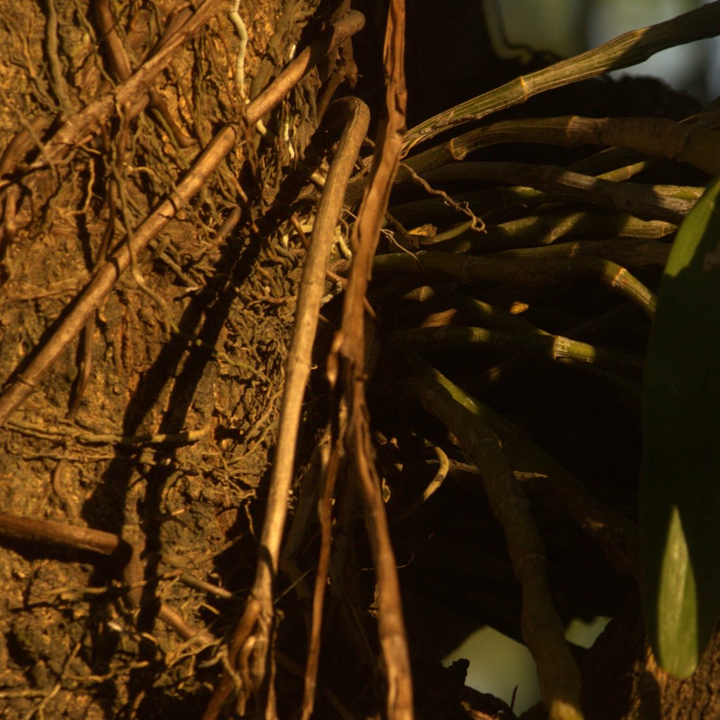 Dream, Rhythm, and&nbsp;Melody