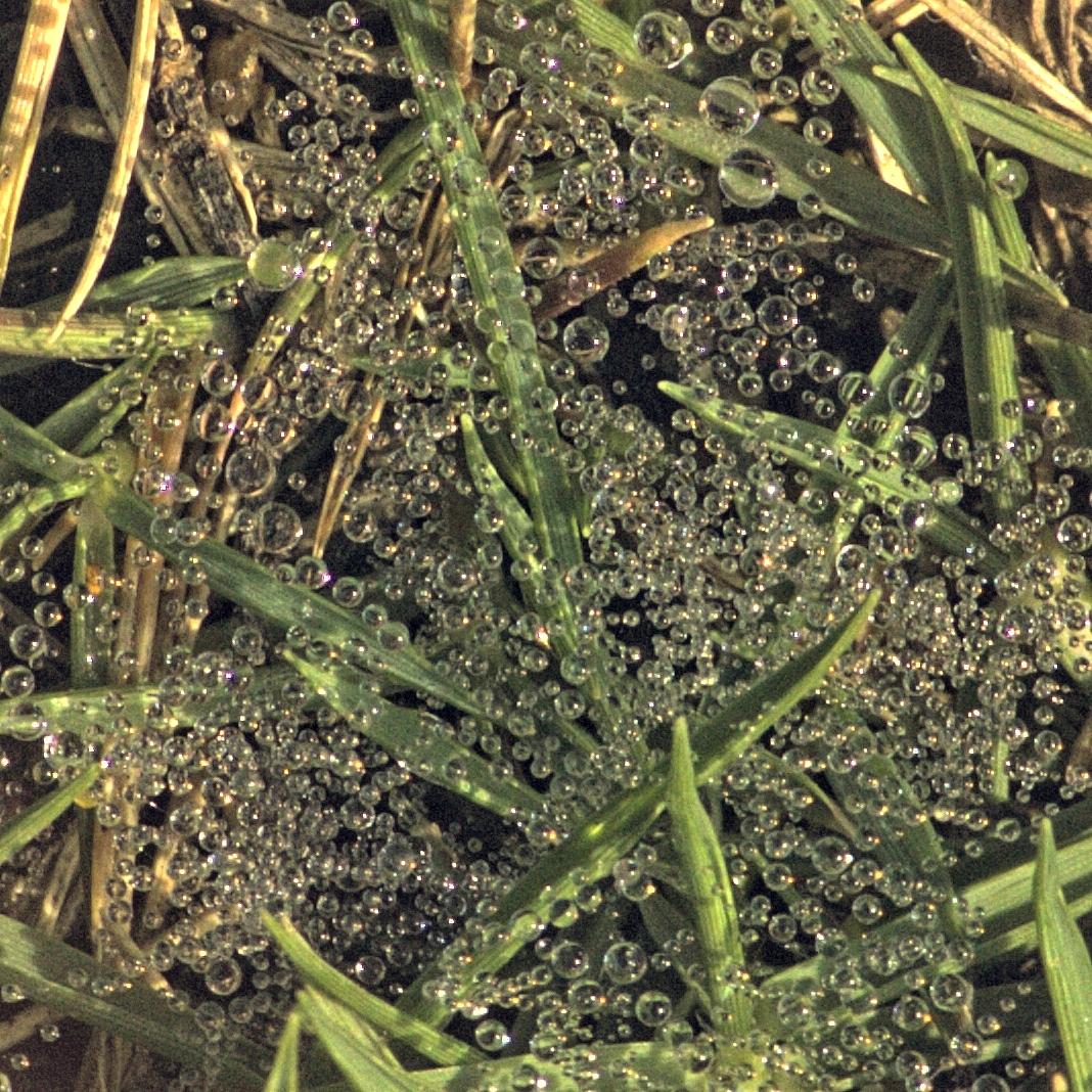 drops2dreamfromanotherlife2